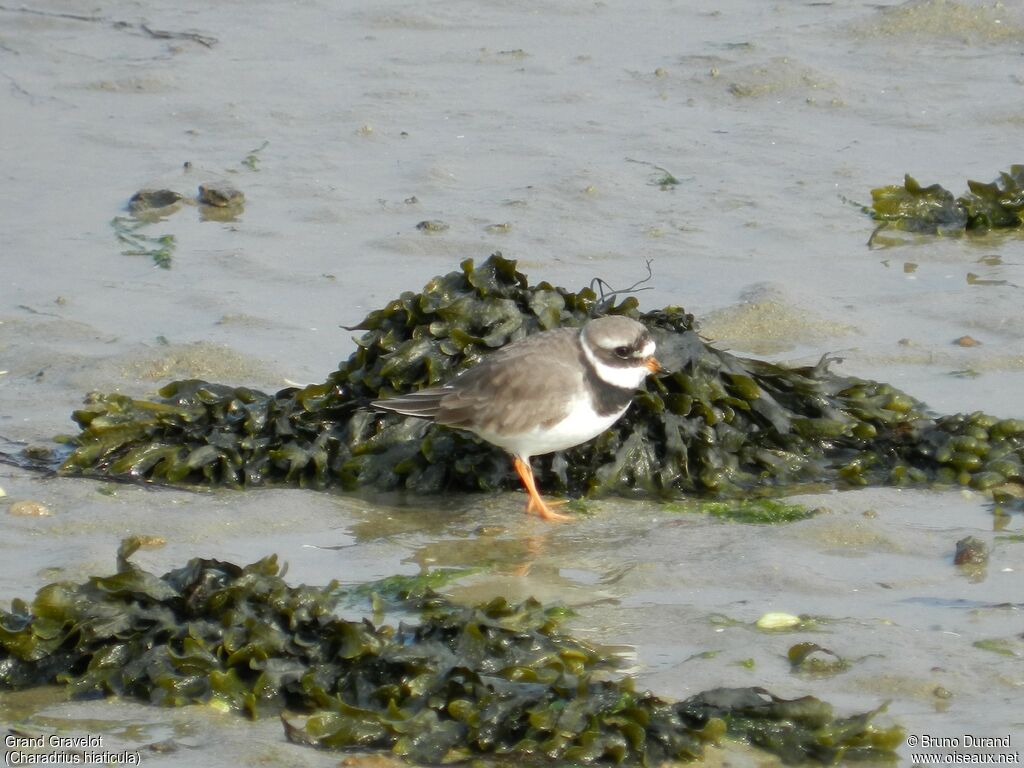 Common Ringed Ploveradult breeding, identification