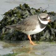 Common Ringed Plover