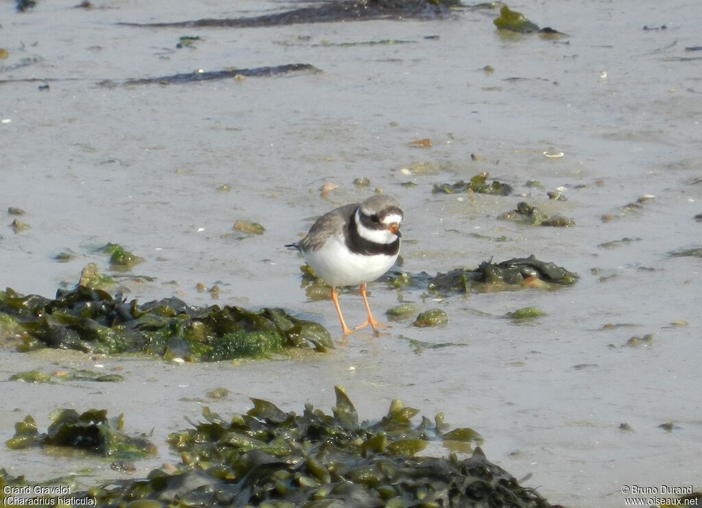 Common Ringed Ploveradult breeding, identification