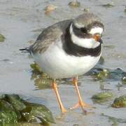 Common Ringed Plover