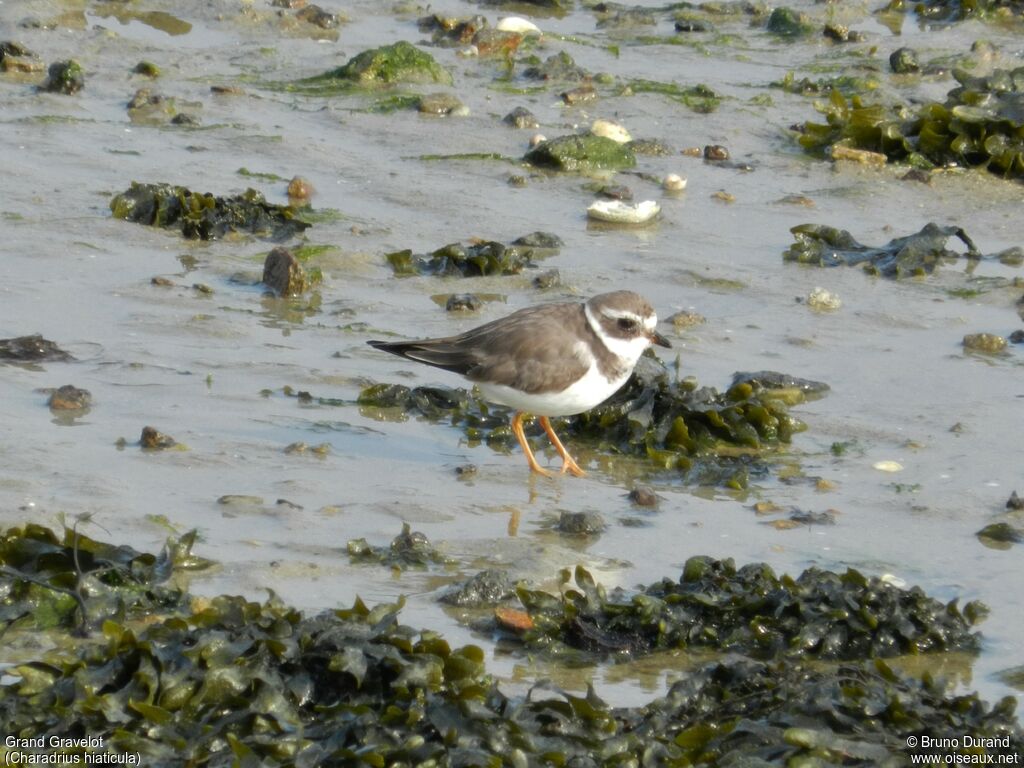 Common Ringed Ploveradult post breeding, identification