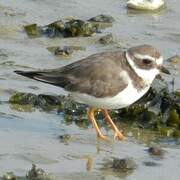 Common Ringed Plover