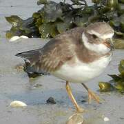 Common Ringed Plover