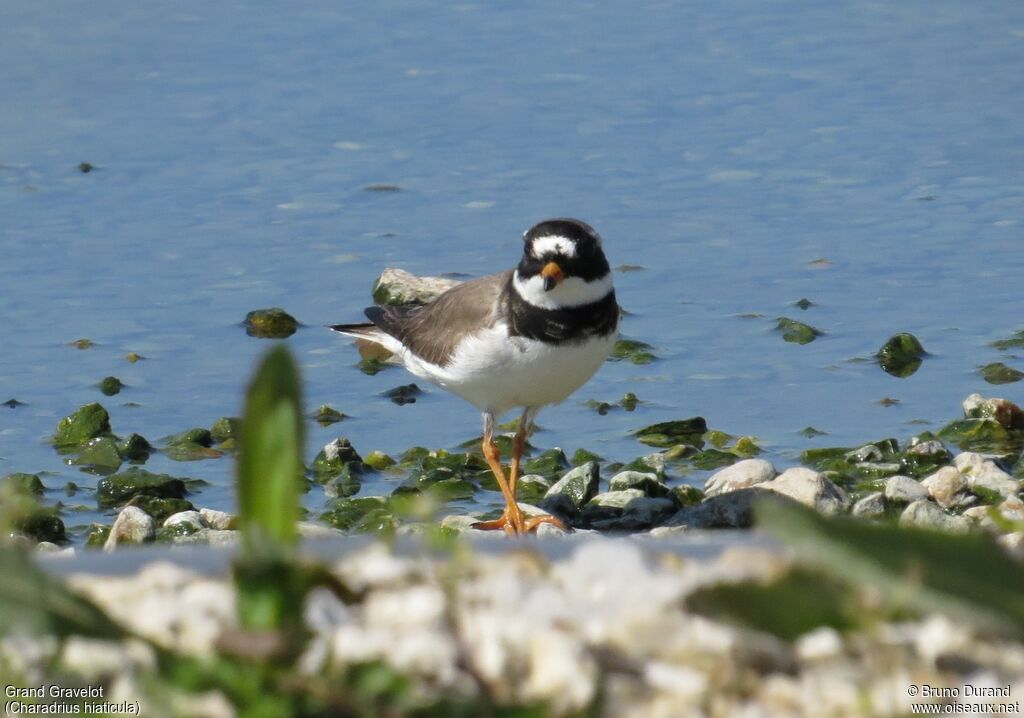 Common Ringed Plover