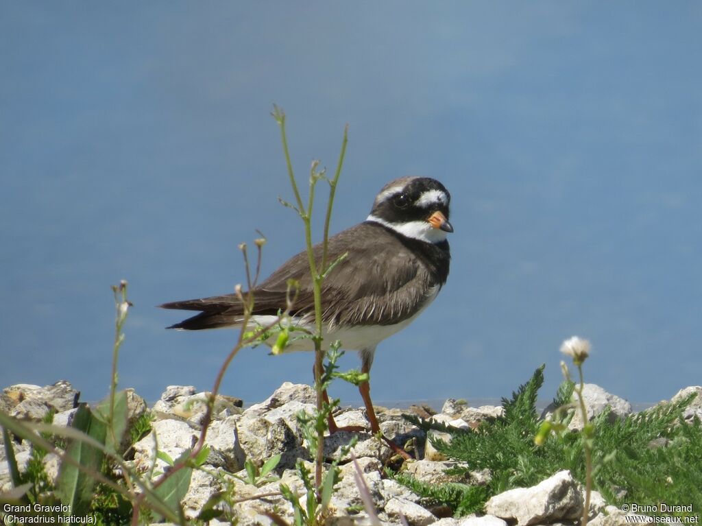 Common Ringed Plover male adult breeding, identification