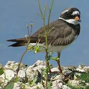 Common Ringed Plover