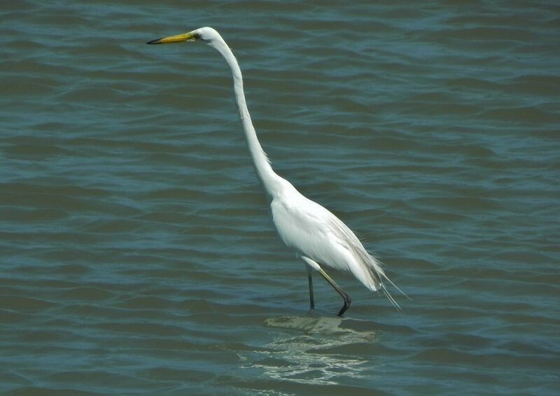 Great Egret, identification, Behaviour
