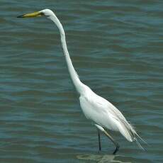 Grande Aigrette