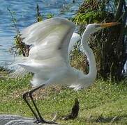 Grande Aigrette