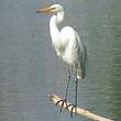 Grande Aigrette