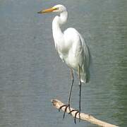 Great Egret