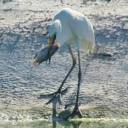 Grande Aigrette