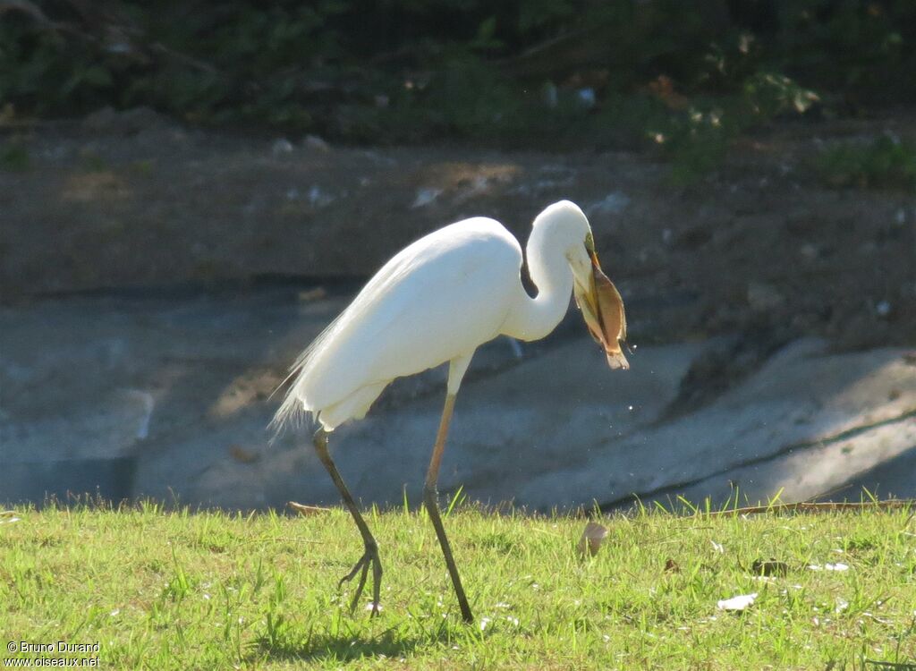 Great Egretadult, identification, feeding habits, Behaviour