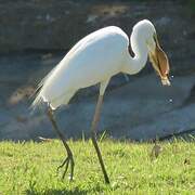 Grande Aigrette