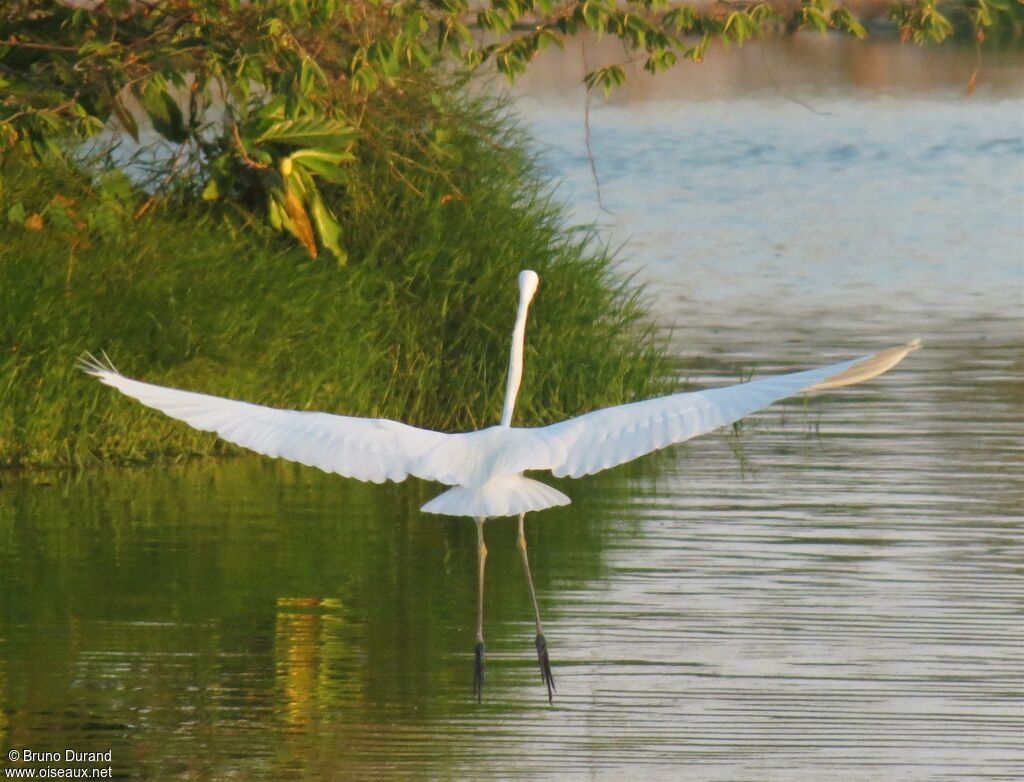 Great Egretadult, Flight, Behaviour