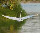 Grande Aigrette