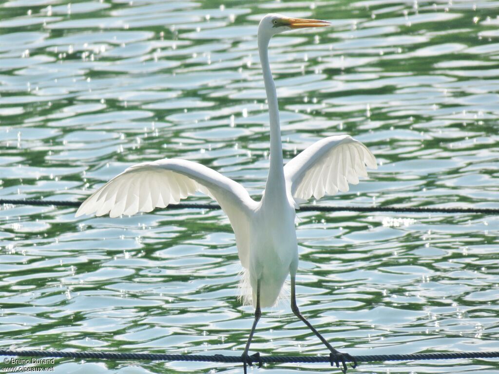 Great Egretadult, Behaviour