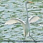 Grande Aigrette