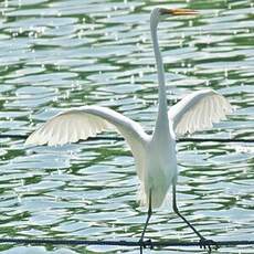 Grande Aigrette