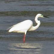 Grande Aigrette