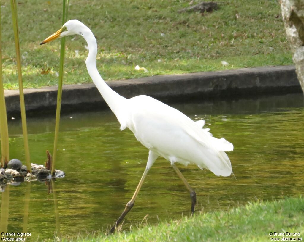 Great Egretadult, identification