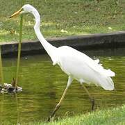 Great Egret