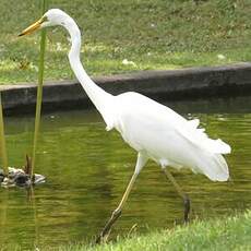 Grande Aigrette