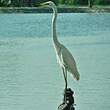 Grande Aigrette