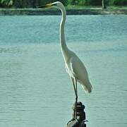 Grande Aigrette