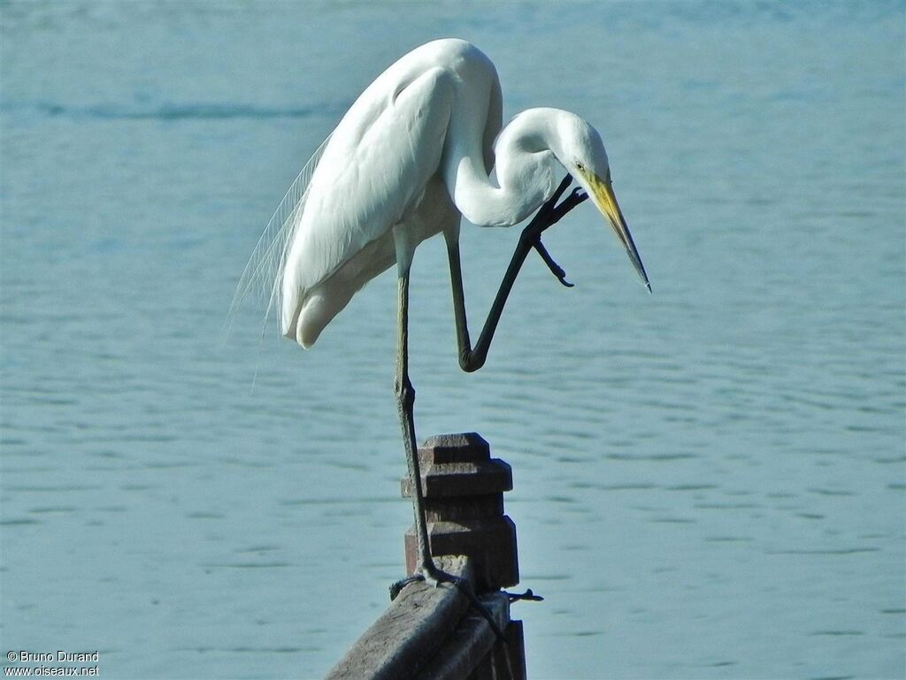 Grande Aigrette, Comportement