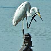 Great Egret