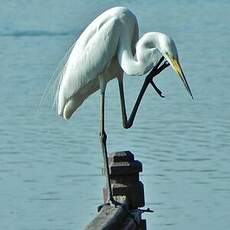 Grande Aigrette