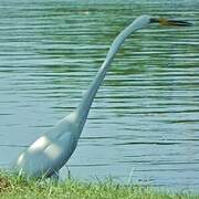 Great Egret