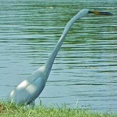 Grande Aigrette