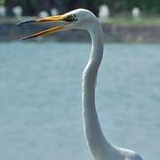 Great Egret