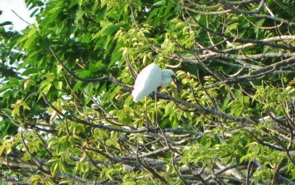 Great Egretadult breeding, feeding habits