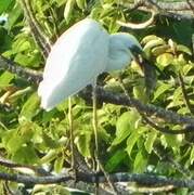 Grande Aigrette