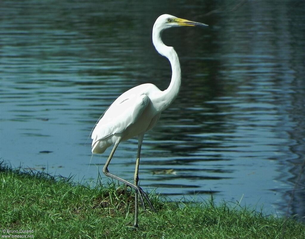 Great Egretadult breeding, identification