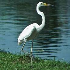 Grande Aigrette