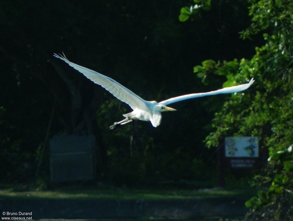 Great Egretadult post breeding, Flight