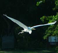 Grande Aigrette