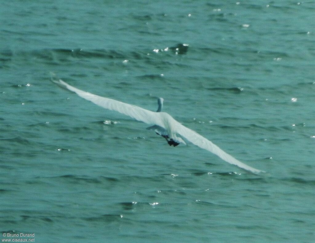 Great Egretadult, Flight