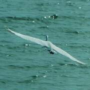 Grande Aigrette