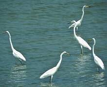 Grande Aigrette