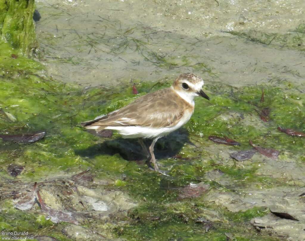 Javan Ploveradult, identification