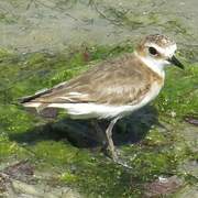 Javan Plover