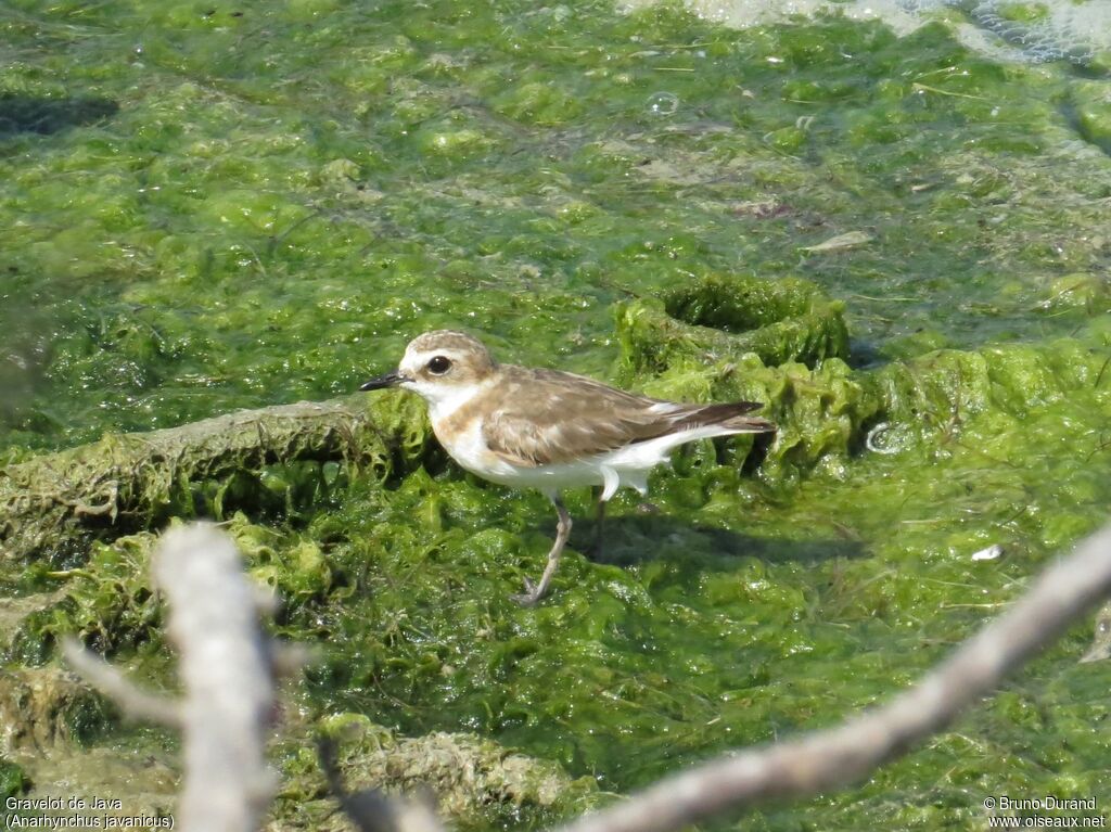 Javan Ploveradult, identification