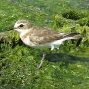 Javan Plover