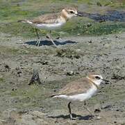 Javan Plover