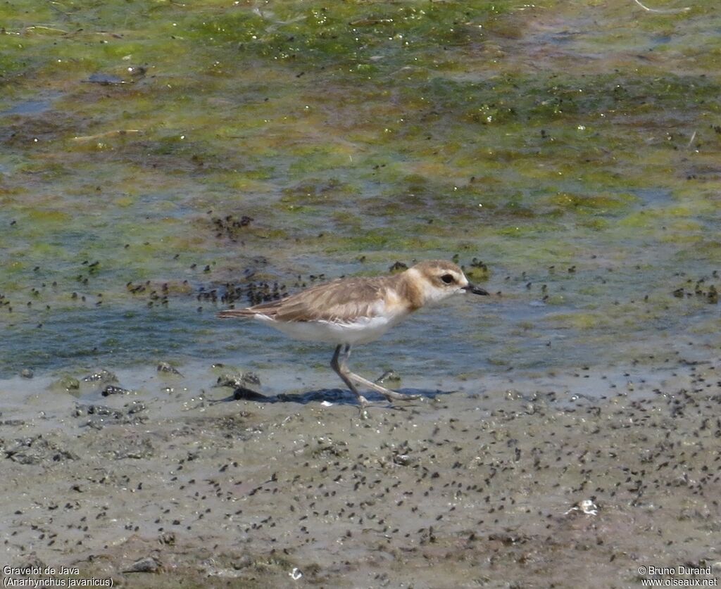 Gravelot de Javaadulte, identification, Comportement